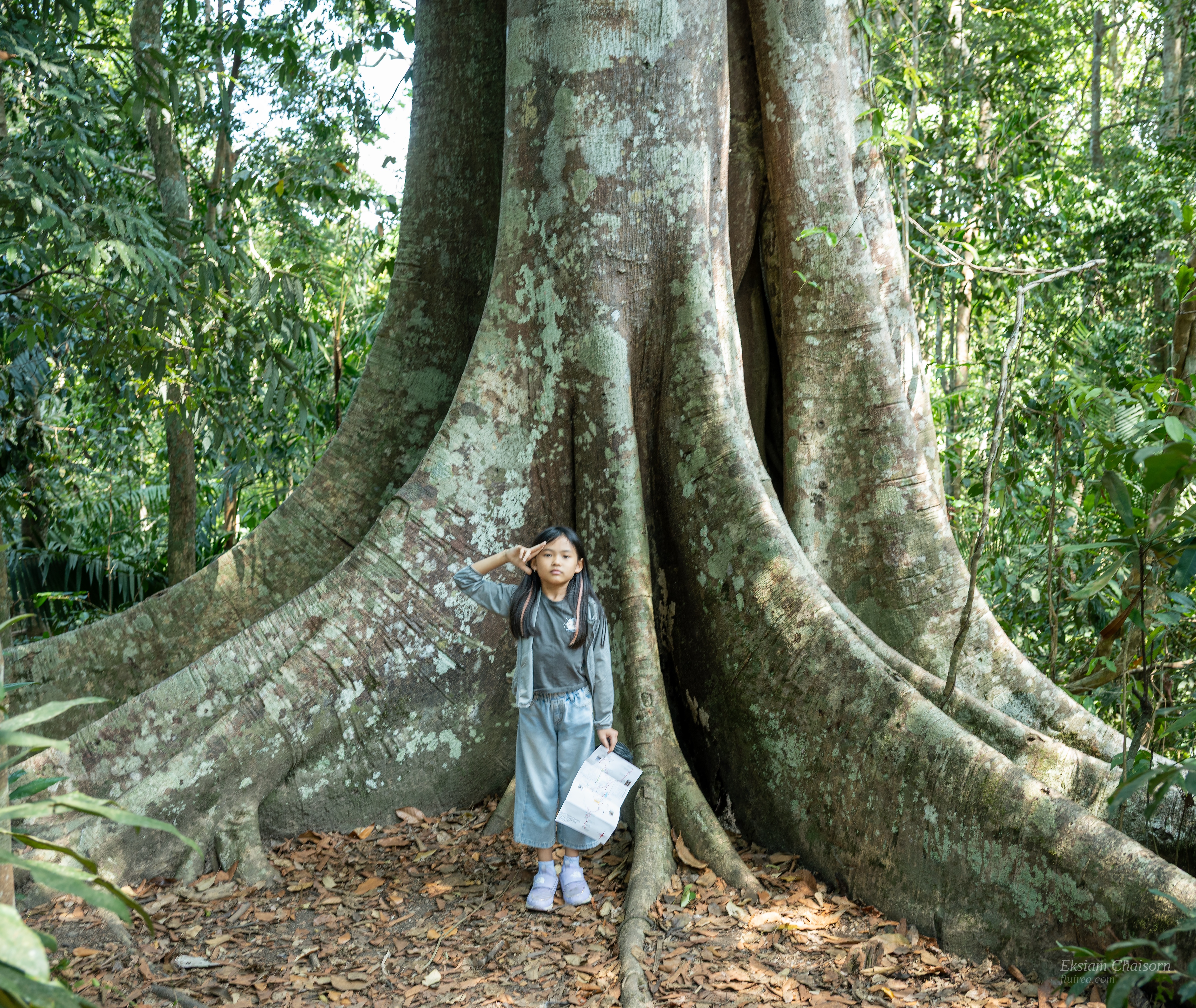 The Giant Dipterocarp, Khao Yai · Eksiam Chaisorn